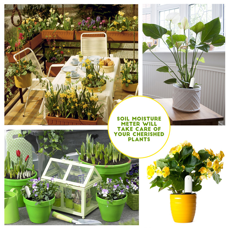 Hhcc Blumen pflege max Smart P – Smart Garden Xiaomi Bewertung und Preis